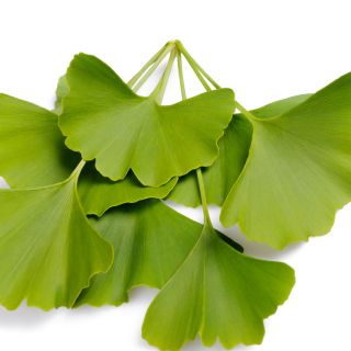 Ginko Biloba